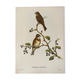 Affiche vintage, oiseaux de J Gould