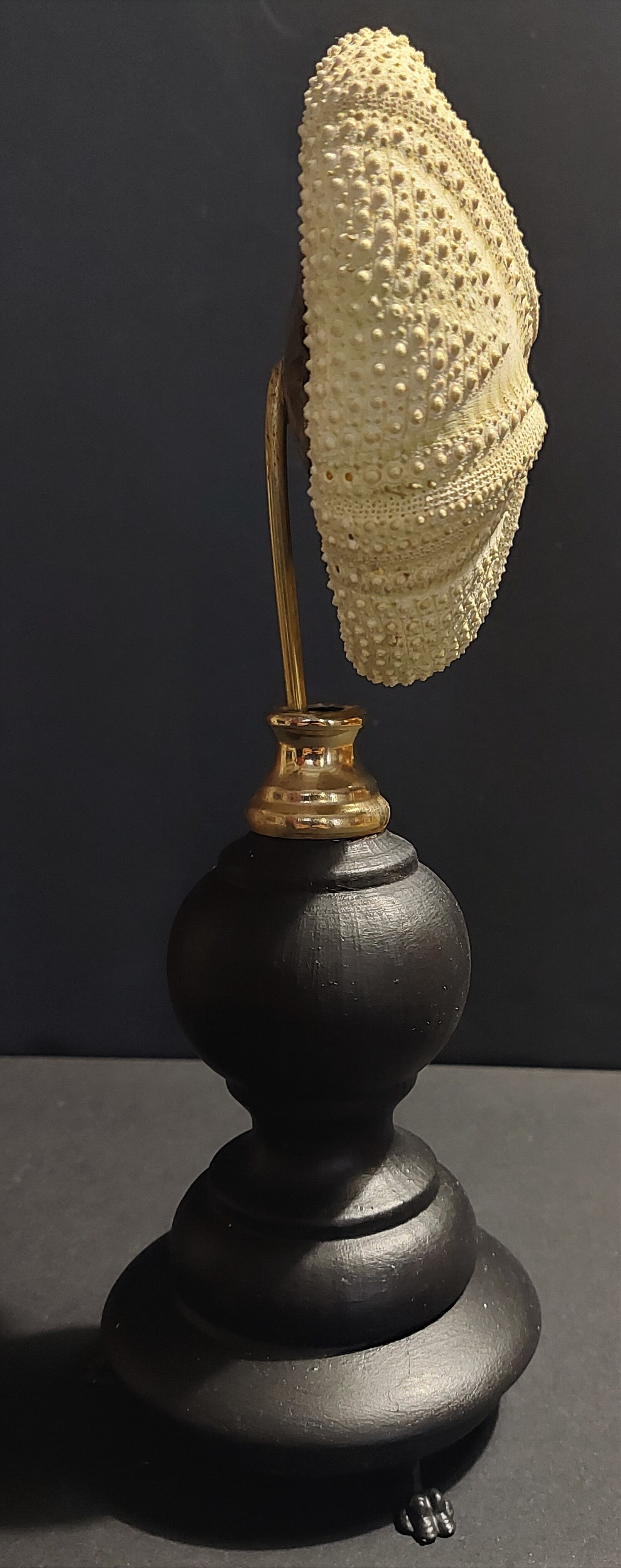 Cabinet de Curiosités oursin astropyga radiata sur socle