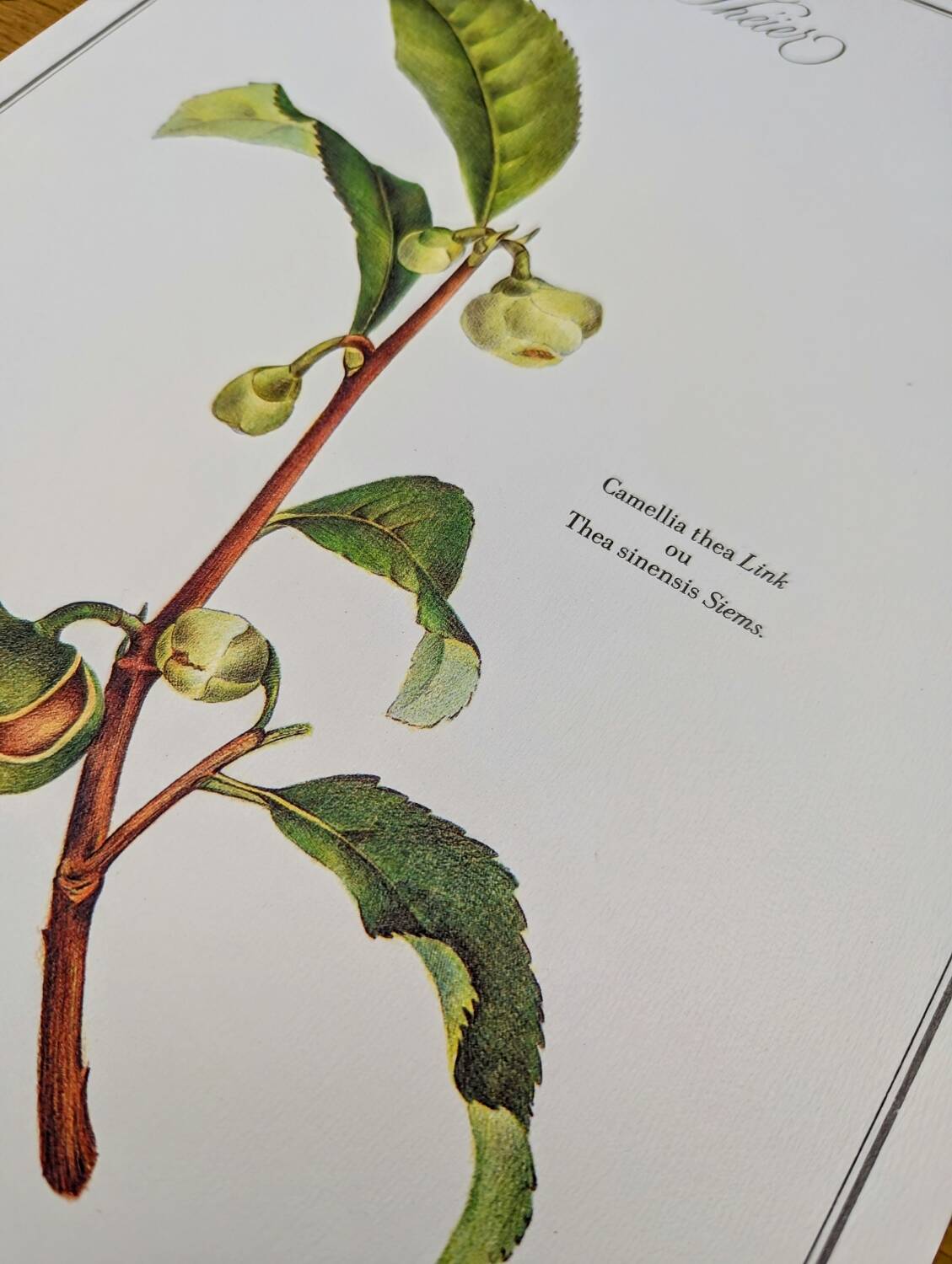 Printed in 1986, The Tea Planter. Original Vintage and Authentic.