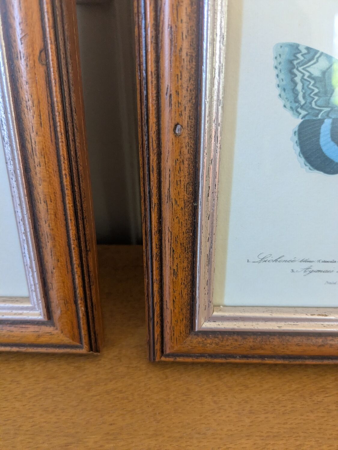 Lithographies de papillons