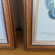 Lithographs of butterflies