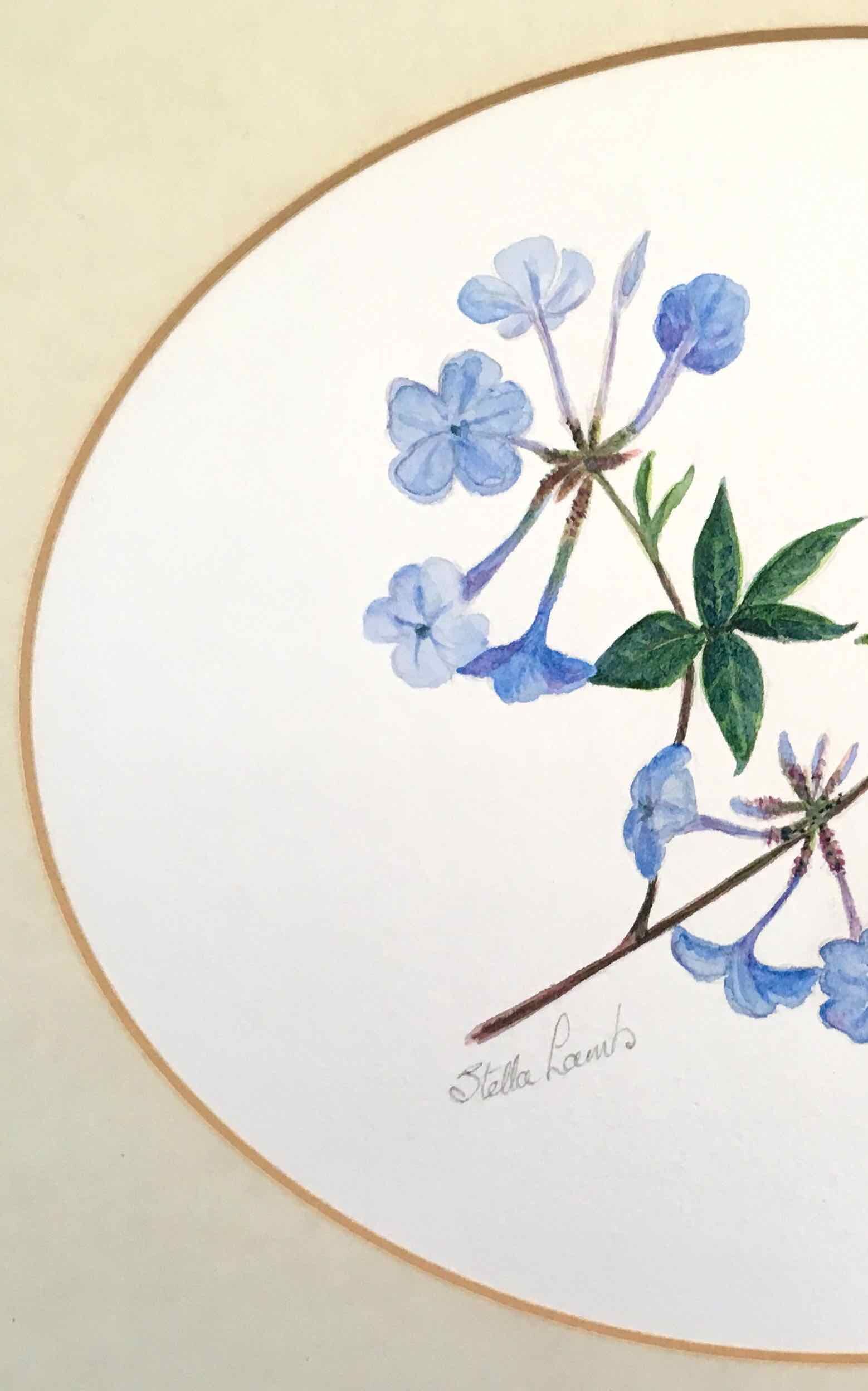 Tableau aquarelle fleurs de plumbago