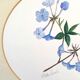Tableau aquarelle fleurs de plumbago