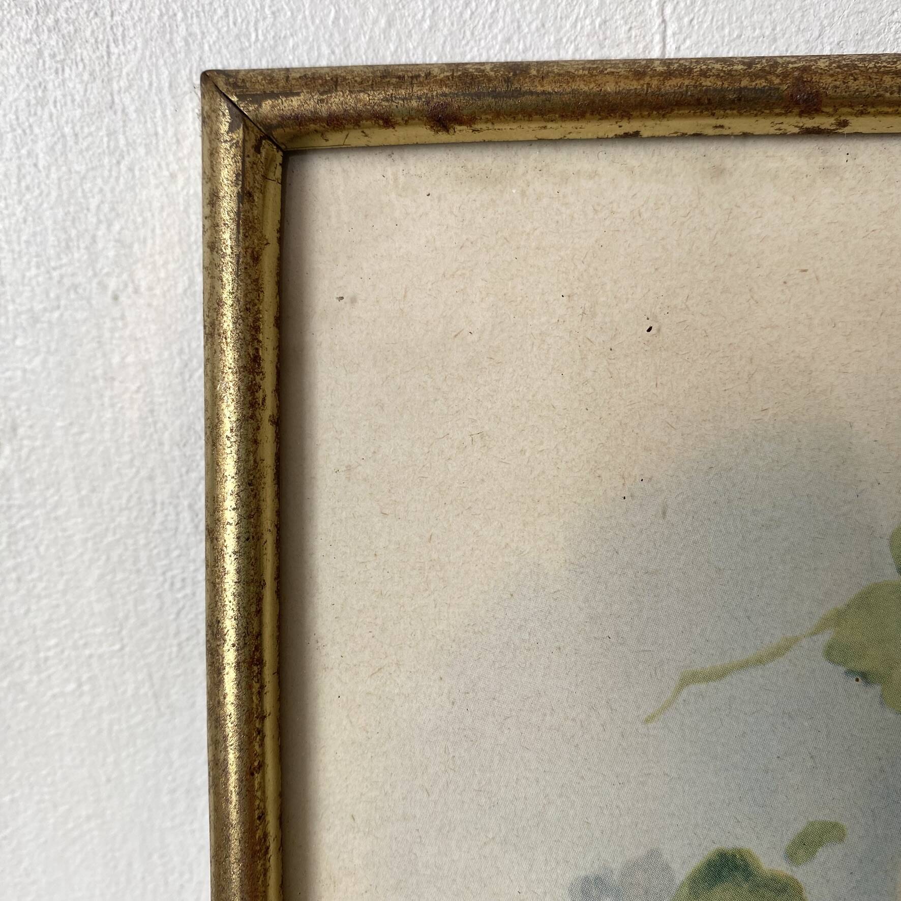 Framed zoological engraving of canary birds.