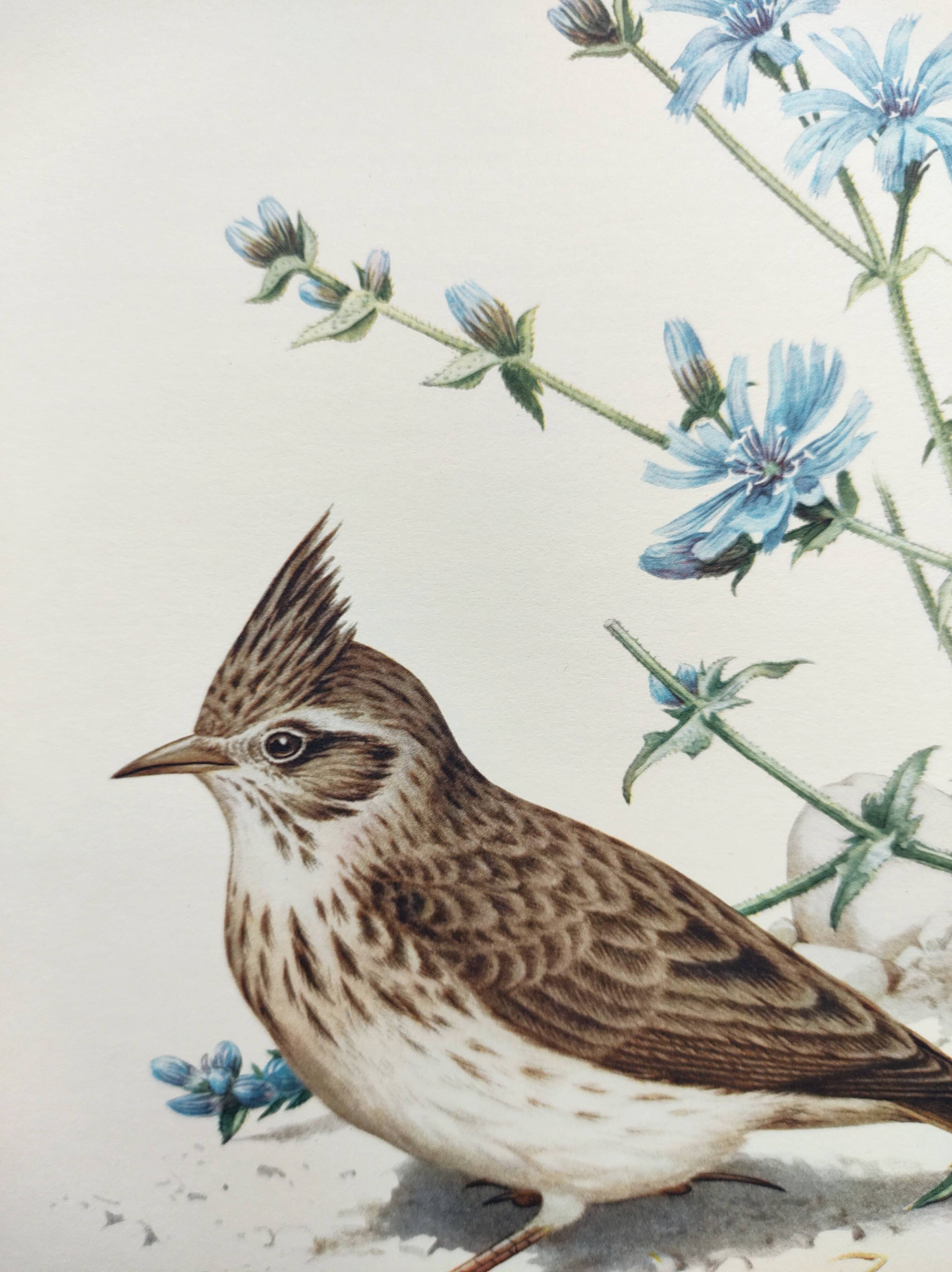 Old bird board 1960s - Crested Cochevis - Zoology and ornithology image