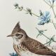 Old bird board 1960s - Crested Cochevis - Zoology and ornithology image