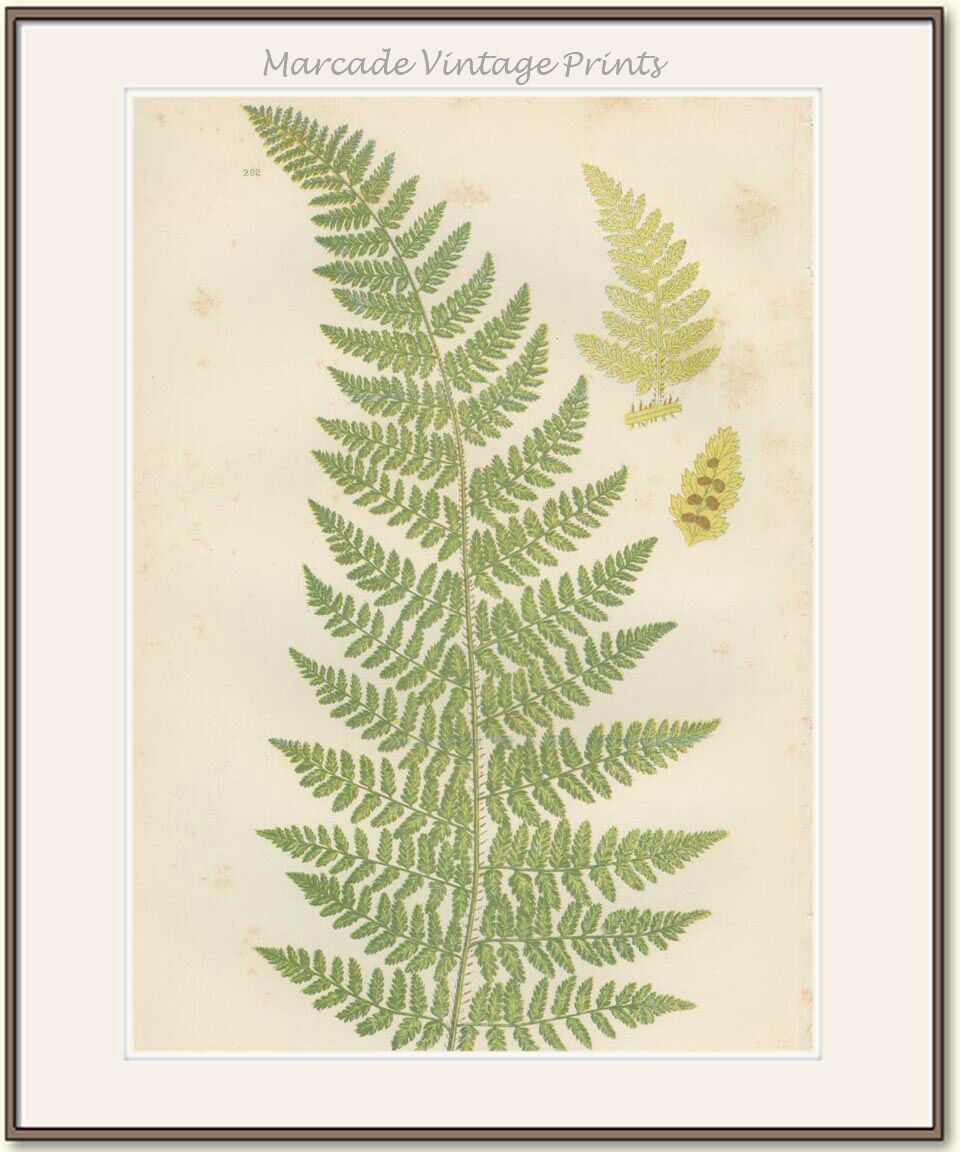 Botanical fern boards: Rigid Lastrea and Mountain Ferns, (ref 281/2)
