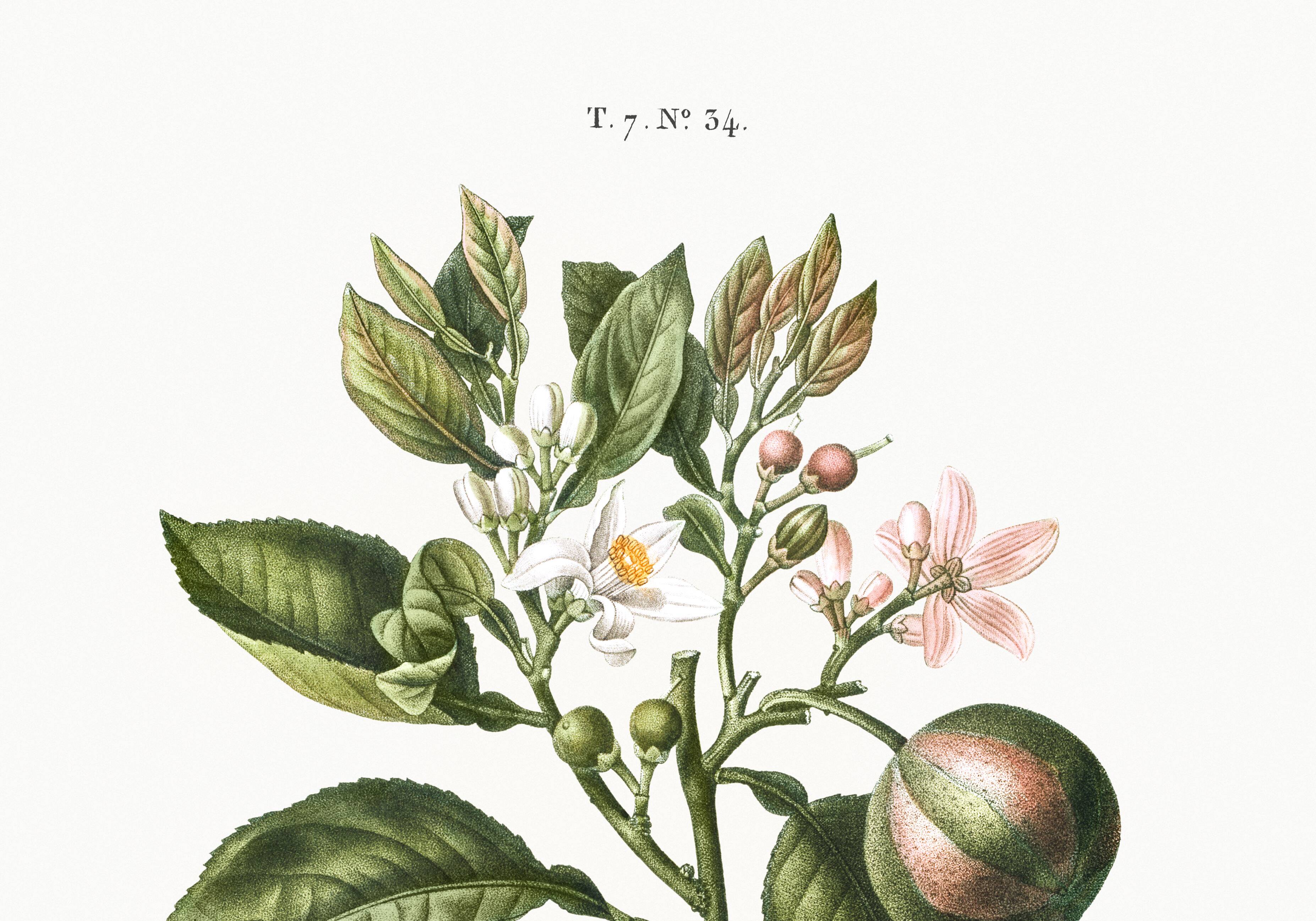 Poster about the lemon tree and its lemons