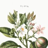 Poster about the lemon tree and its lemons