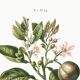 Poster about the lemon tree and its lemons