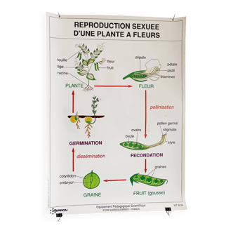 Affiche pédagogique scolaire vintage fleur