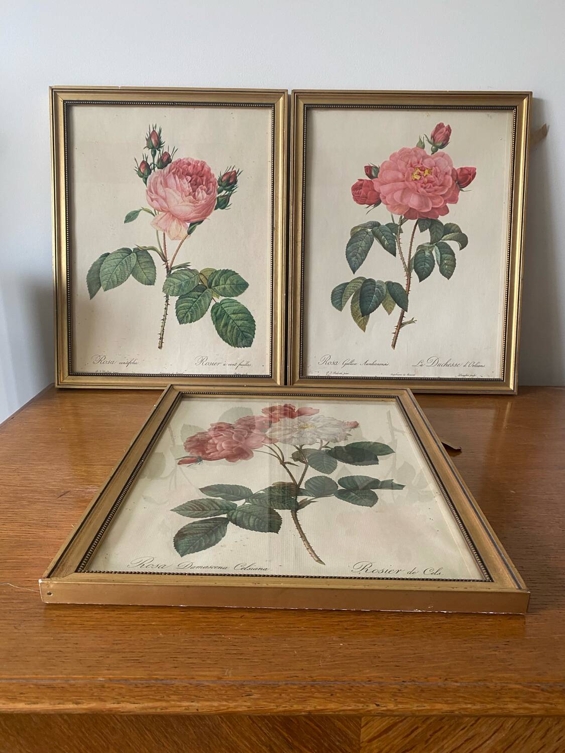 Antique lithographs by pierre joseph redouté, roses + gilded wood frame