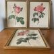 Antique lithographs by pierre joseph redouté, roses + gilded wood frame