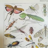 Lithograph on insects from 1928