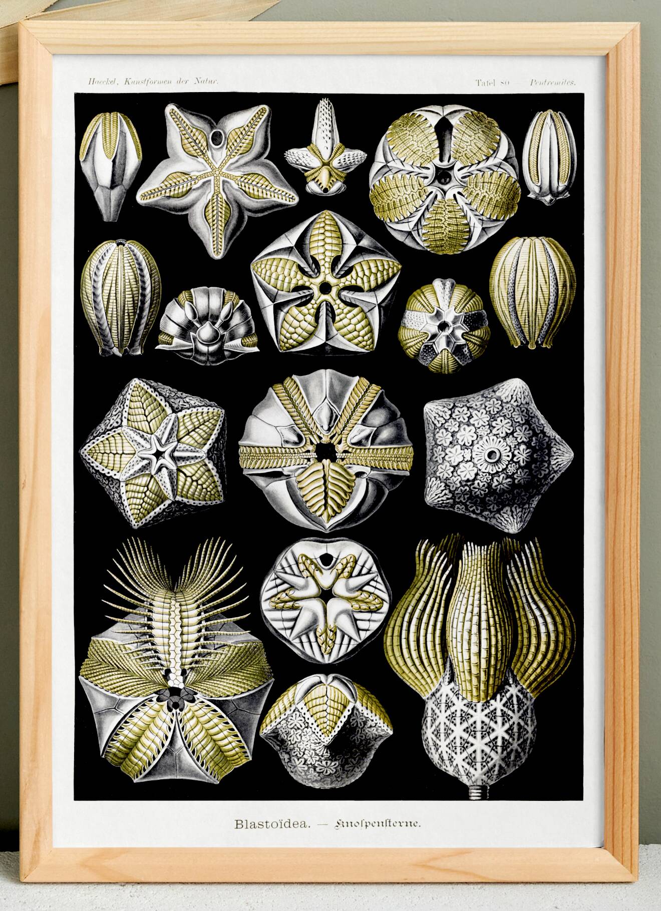 Poster about Blastoidea fossils, based on an old lithograph