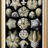 Poster about Blastoidea fossils, based on an old lithograph