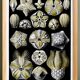 Poster about Blastoidea fossils, based on an old lithograph