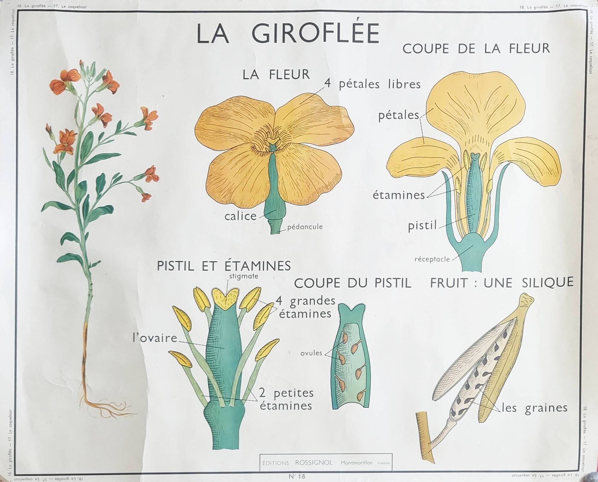 Double-sided educational poster Le Coquelicot - La Giroflée, Rossignol, 60s