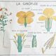 Double-sided educational poster Le Coquelicot - La Giroflée, Rossignol, 60s