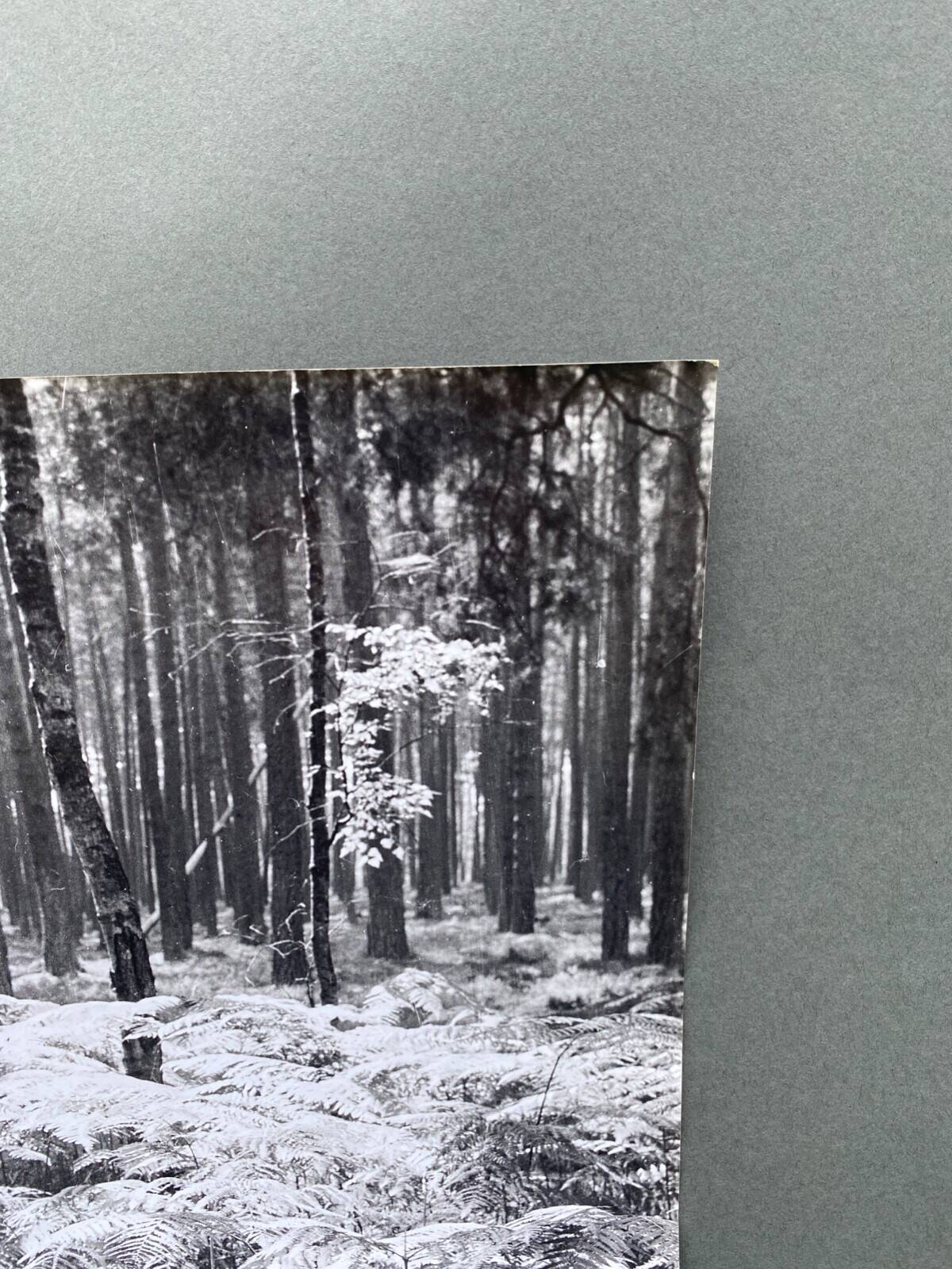 Silver gelatin photograph by Bernard Darot, Undergrowth, 20th century