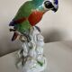 19th century Saxony porcelain parrot signed