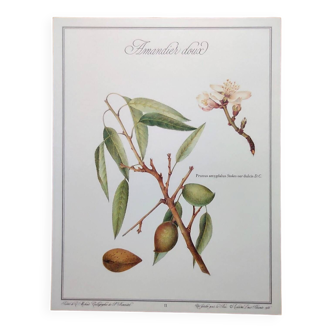 Poster of medicinal plants and herbs