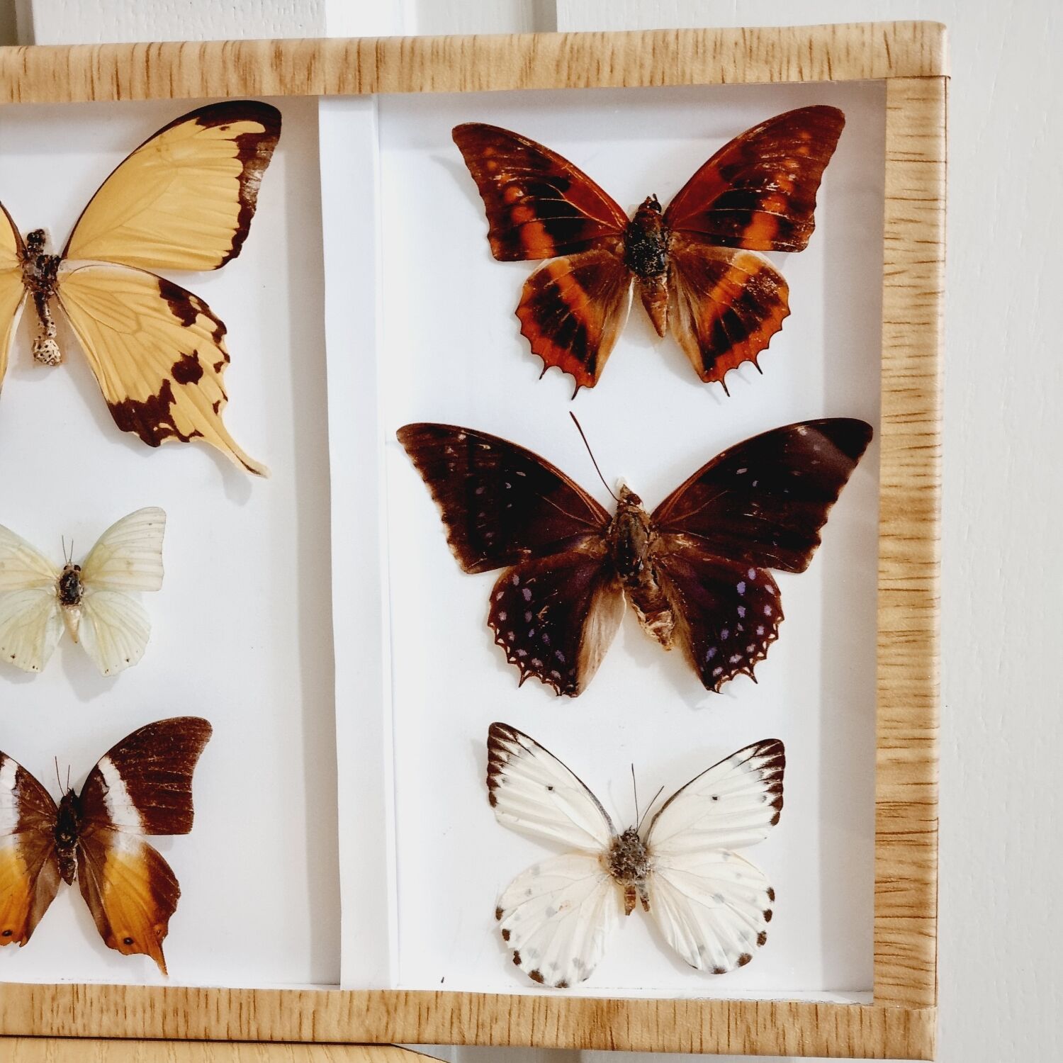 Frame 9 butterflies naturalized Congo 1984