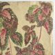 Solenostermon (Coleus Blumei), 1950s. Watercolor on paper
