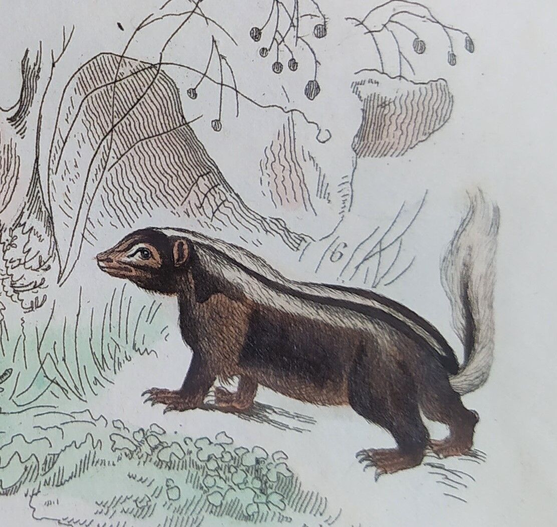 Original zoological plate " Kinkajou - Chinche - Coasse - &c... " Buffon (1836)