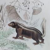 Original zoological plate " Kinkajou - Chinche - Coasse - &c... " Buffon (1836)
