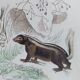 Original zoological plate " Kinkajou - Chinche - Coasse - &c... " Buffon (1836)