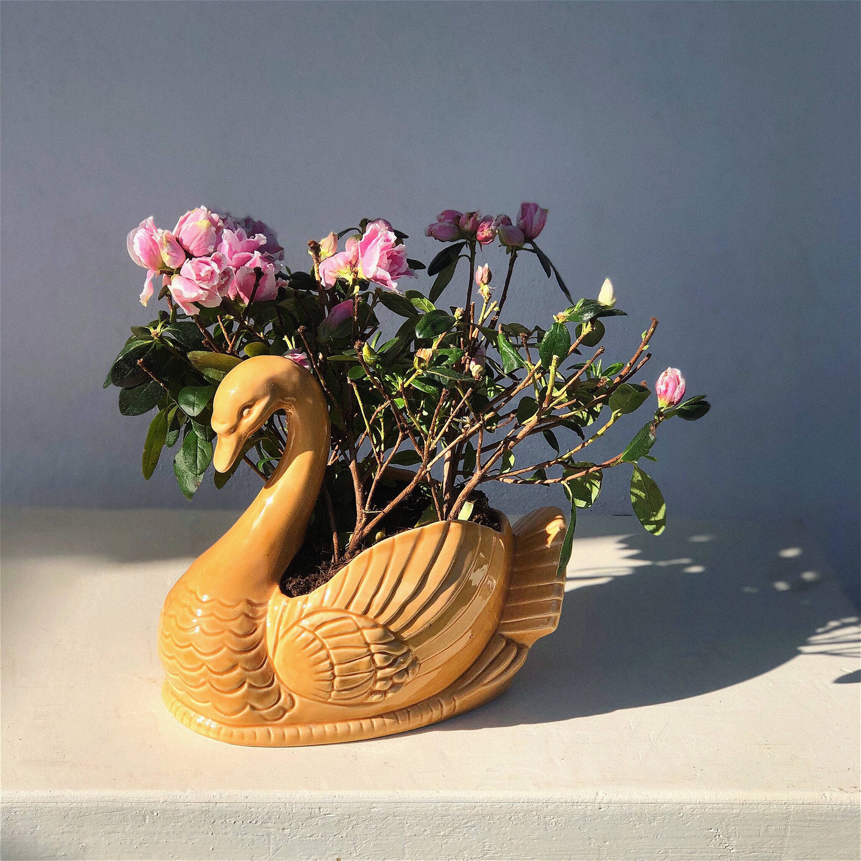 Swan pot cache