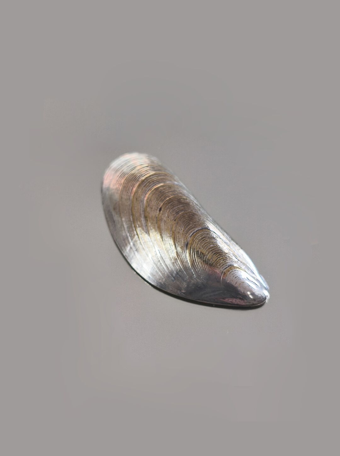 Shell-shaped bowl