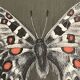 Pastel, butterfly drawing signed, 20th century frame