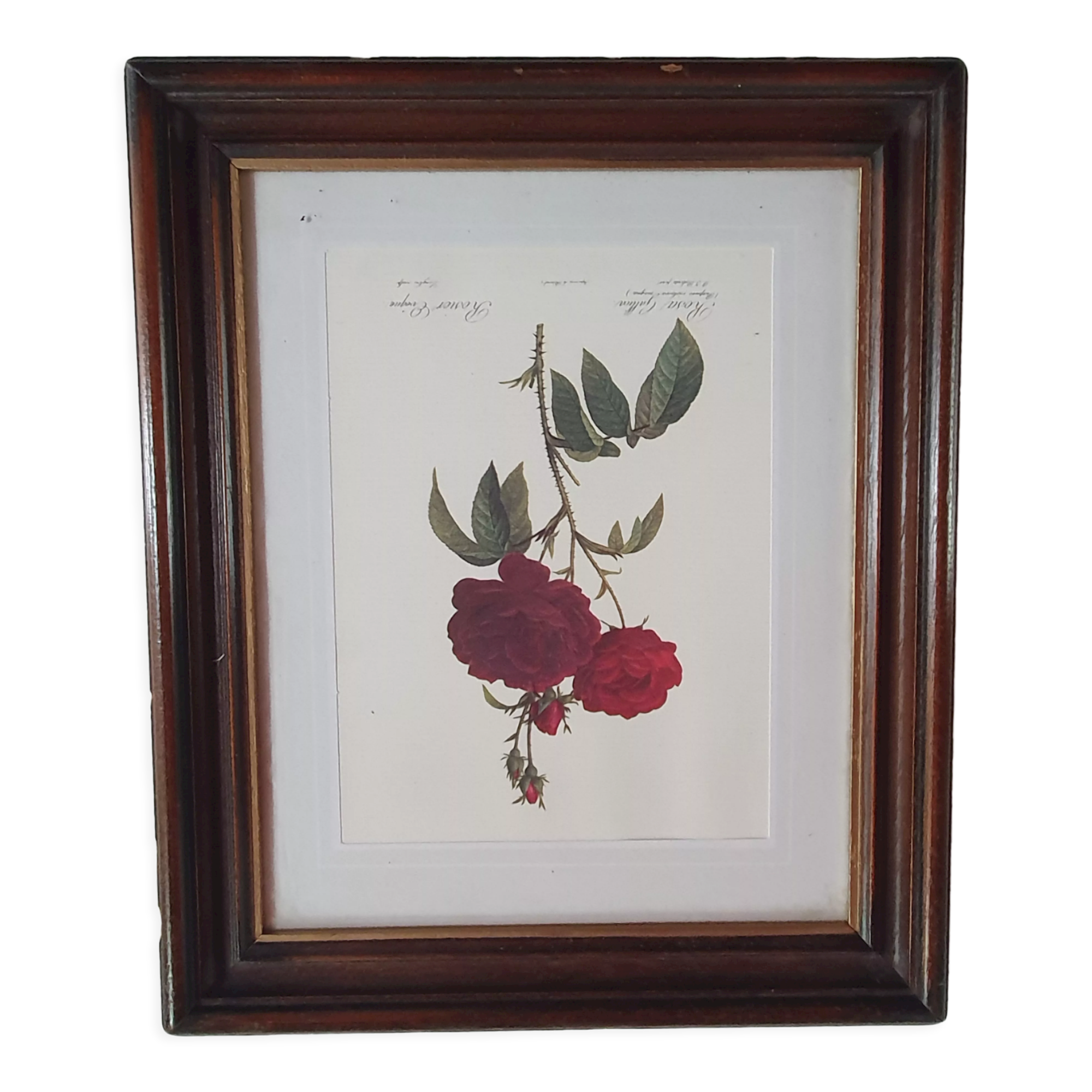 Cadre tableau lithographie botannique plante rosier eveque rouge vintage 37 30