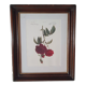 Cadre tableau lithographie botannique plante rosier eveque rouge vintage 37 30