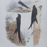 Poster - 19th century zoological engraving of birds - swallow - swift