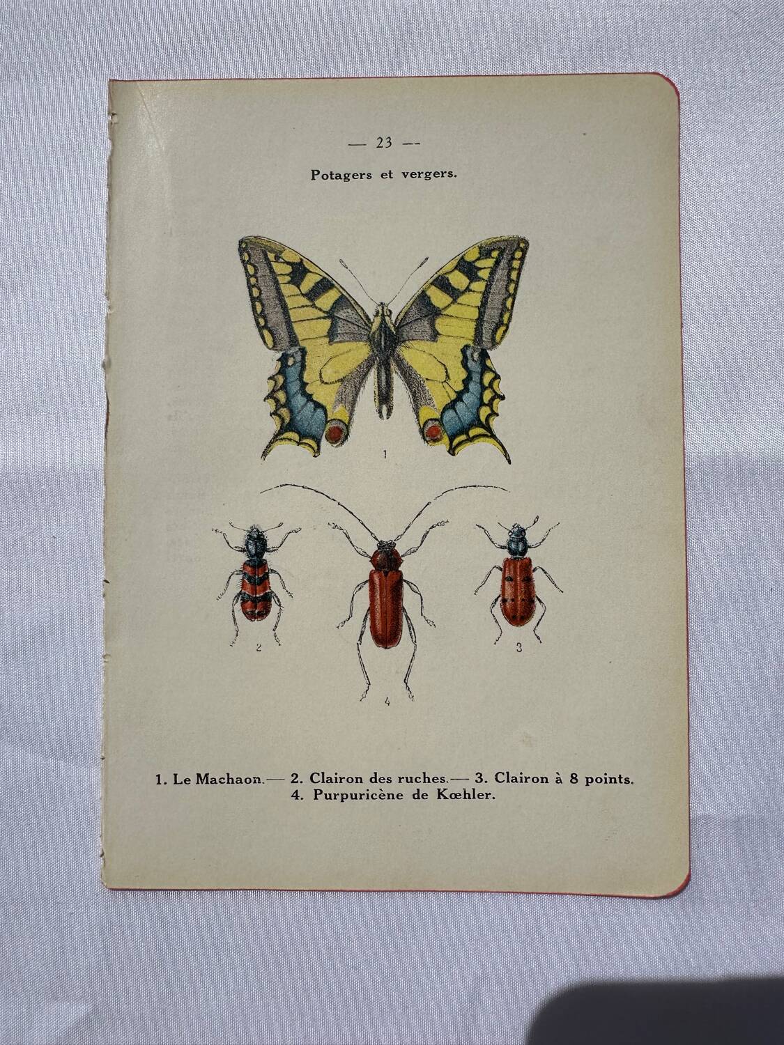 Botanical engraving butterfly double-sided naturalist plate