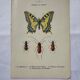 Botanical engraving butterfly double-sided naturalist plate