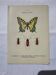 Botanical engraving butterfly double-sided naturalist plate