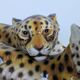 Large porcelain sculpture pair of leopards Italy 1970s Ronzan style
