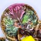 Vintage Vallauris A.M. plate – quadrilobed enamelled bowl with lemon – 50s