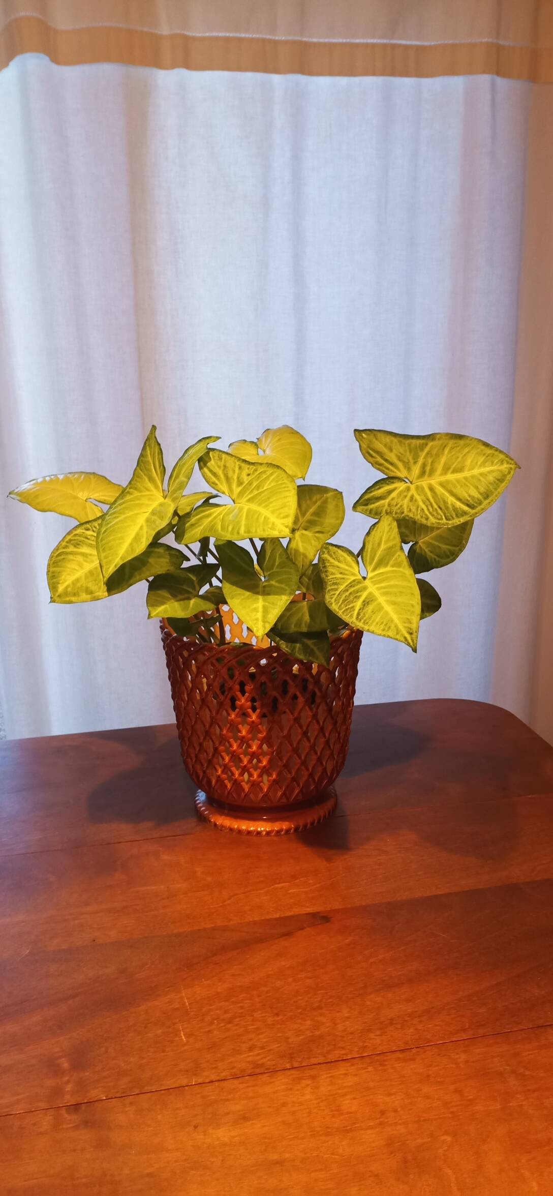 Syla vintage plant pot