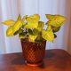Syla vintage plant pot