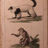 Lithograph late 19th watercolor mammals.