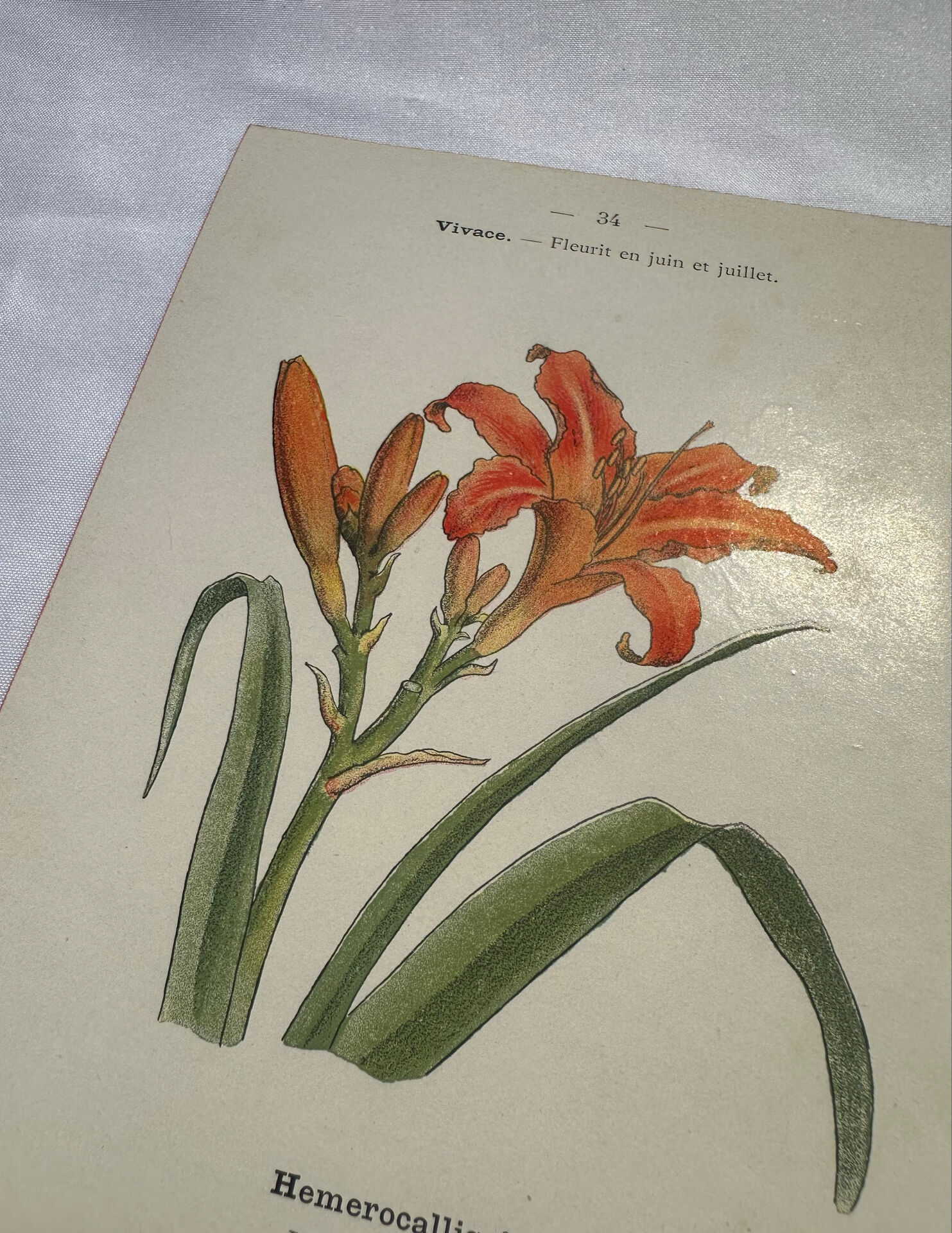 Planche botanique, gravure naturaliste, 19ème