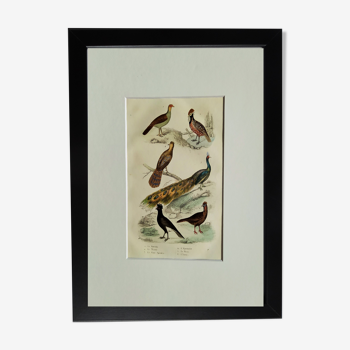 Planche Ornithologique originale " Katraka - Népaul - Paon Spicifère - &c... " Buffon 1836