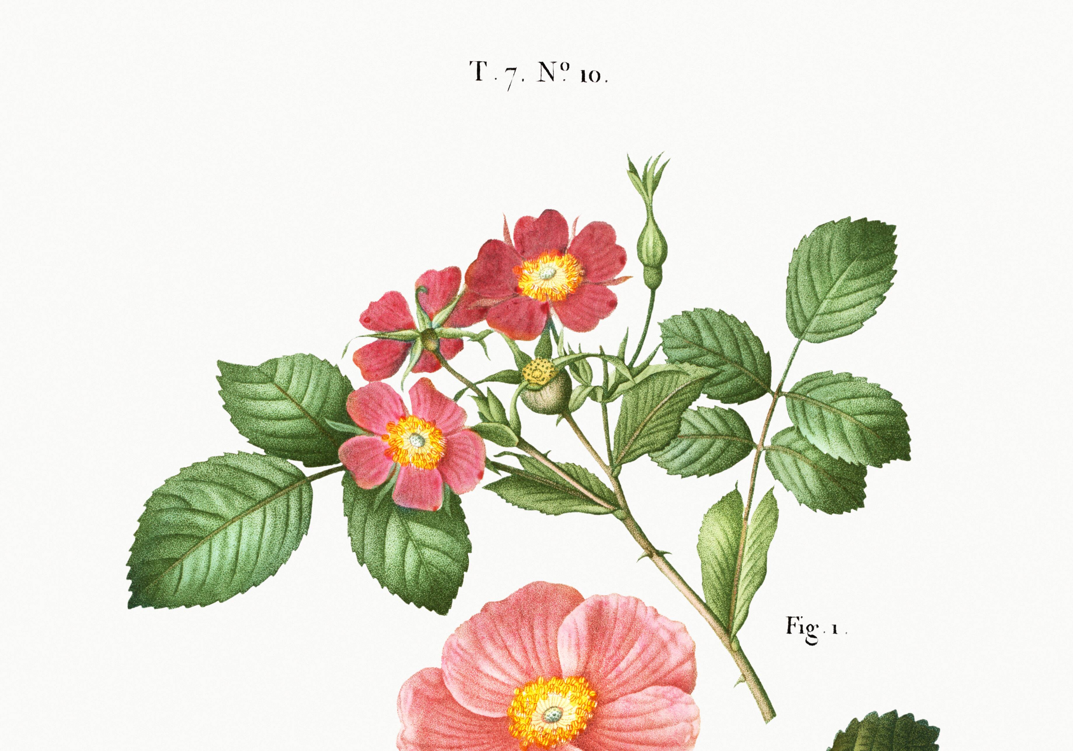 Poster about the Rosebush, based on an old engraving from 1802