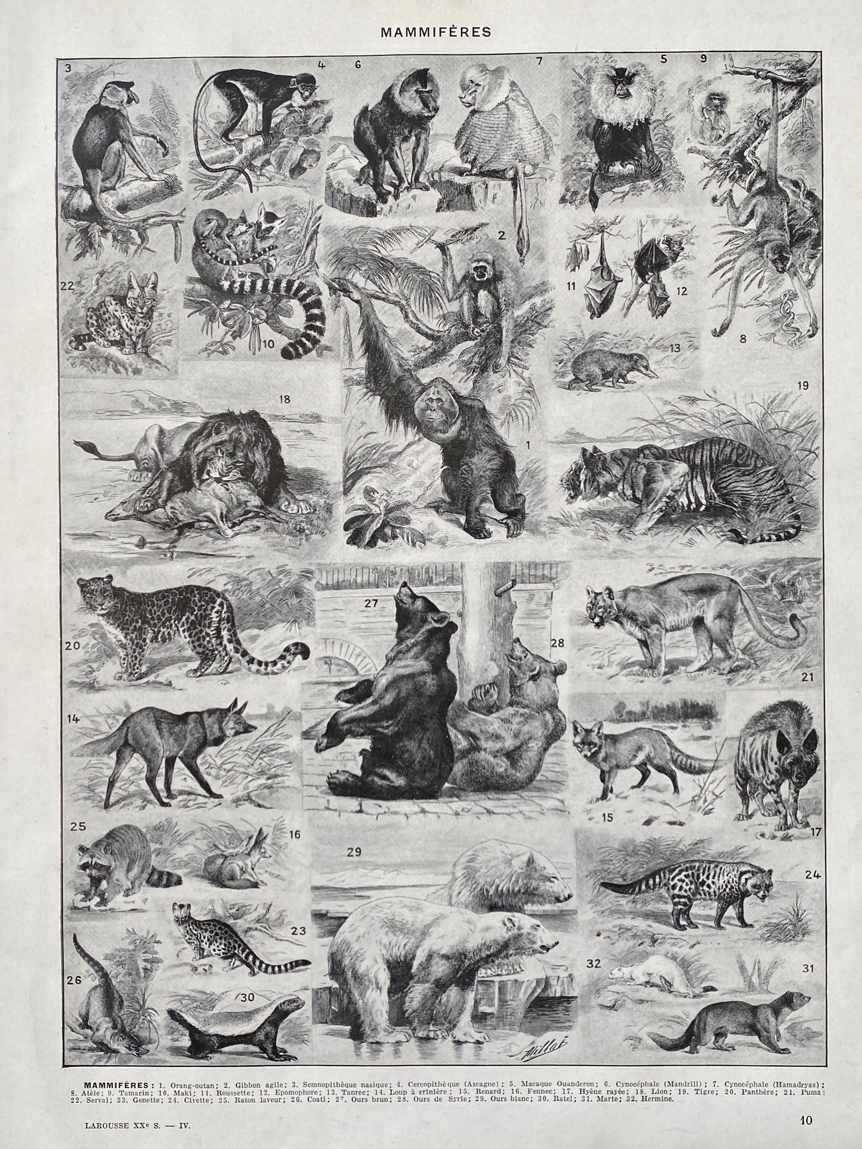 Illustration ancienne Millot "Mammifères"