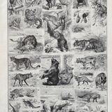 Illustration ancienne Millot "Mammifères"